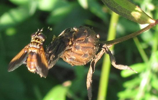 Trichopoda pennipes (Tachinidae)